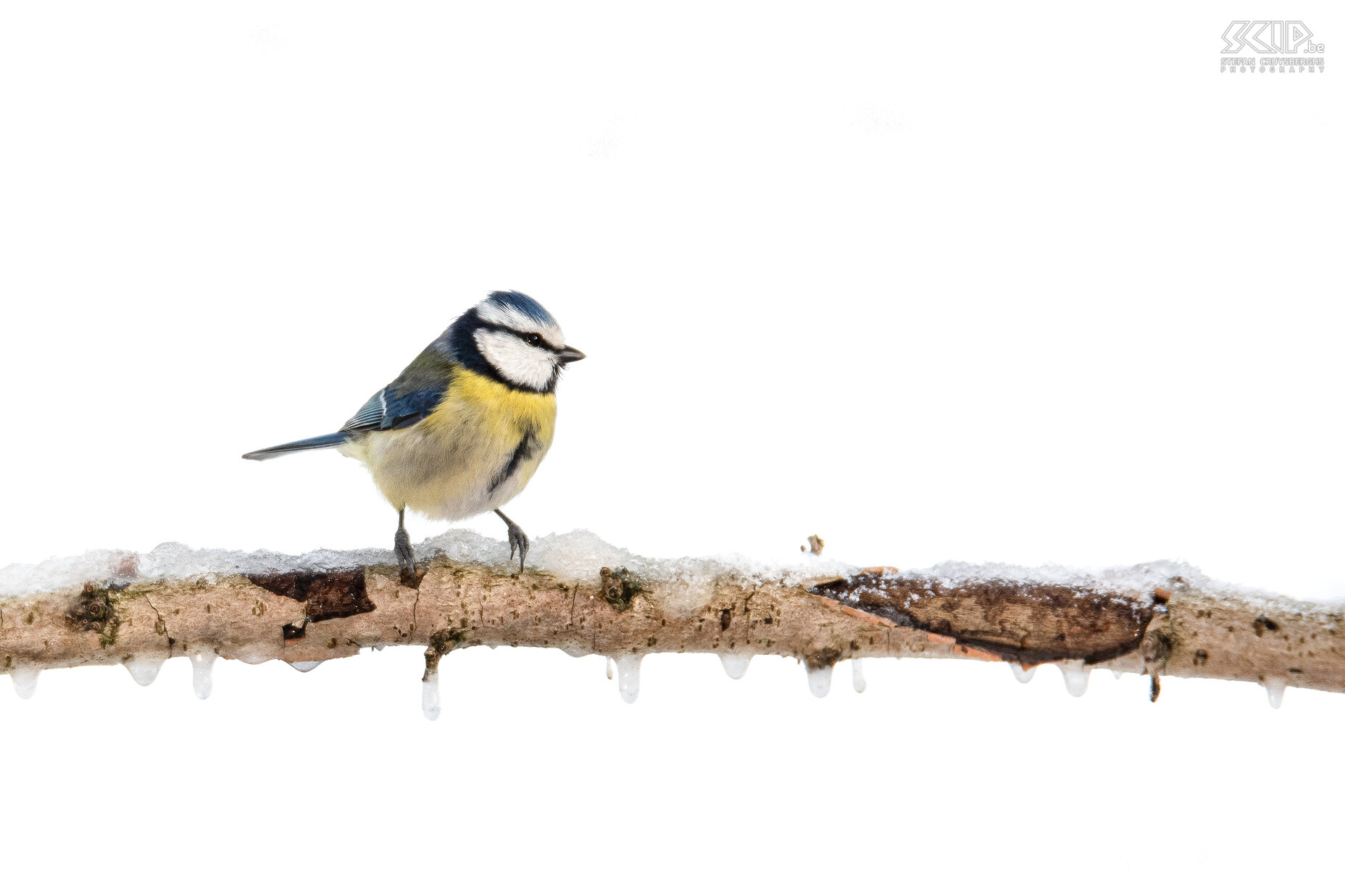 Tuinvogels - Pimpelmees Pimpelmees (Cyanistes caeruleus) tijdens een van de weinige dagen met sneeuw Stefan Cruysberghs